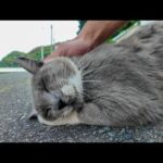 クルクル鳴く!? 背中ナデナデで鳩化する猫が可愛すぎた件😹🕊️(YouTube)