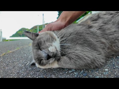 クルクル鳴く!? 背中ナデナデで鳩化する猫が可愛すぎた件😹🕊️(YouTube)