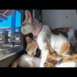 島の観光案内所に猫が常駐!? 癒し効果が観光よりスゴい…(YouTube)