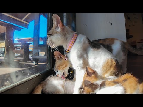 島の観光案内所に猫が常駐!? 癒し効果が観光よりスゴい…(YouTube)