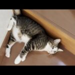 「オデコおいで、お尻拭いたろ」で素直にお尻を拭いてもらう猫(YouTube)