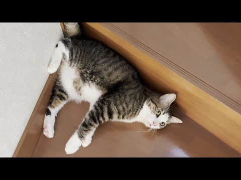 「オデコおいで、お尻拭いたろ」で素直にお尻を拭いてもらう猫(YouTube)