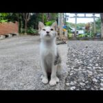 「うちの子に何か?」子猫を撫でると何故か寄ってくる鶏。まさかのこの子の保護者?!(YouTube)
