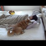柴犬を冷やして！そんな依頼をママへ→柴犬のママ愛が爆発する事態に。(YouTube)