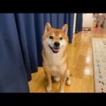 火曜ハチ家とくまちゃんの病状について(YouTube)