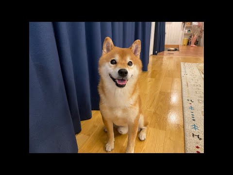 火曜ハチ家とくまちゃんの病状について(YouTube)