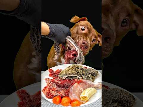 骨付き肉を豪快に噛み砕くピットブル(YouTube)