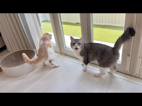 お散歩に連れて行ってもらえないと猫たちが駄々こねてこうなっちゃいます…(YouTube)