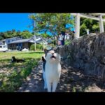 【癒し全開】木陰でゴロゴロする島猫たちをナデまくってきた結果…💕(YouTube)