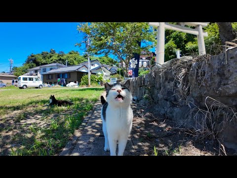 【癒し全開】木陰でゴロゴロする島猫たちをナデまくってきた結果…💕(YouTube)