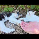 2匹揃って仲良くモフられにやって来る三毛猫親子(YouTube)
