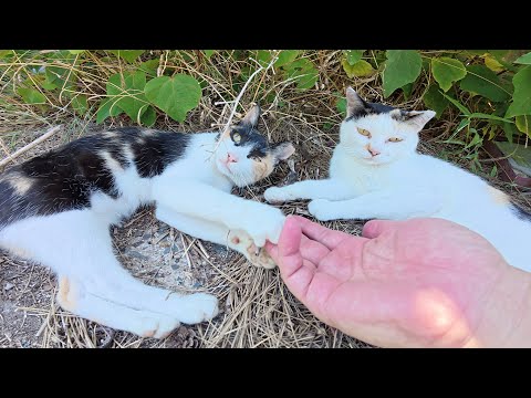 2匹揃って仲良くモフられにやって来る三毛猫親子(YouTube)