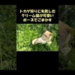 トカゲ狩りに失敗したクリーム猫が可愛いポーズでごまかす #猫 #ねこ #cat(YouTube)
