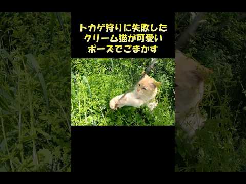 トカゲ狩りに失敗したクリーム猫が可愛いポーズでごまかす #猫 #ねこ #cat(YouTube)