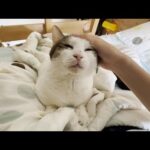 娘を起こすつでに布団で足の裏を拭く猫(YouTube)