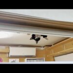 お父さんを尾行しながらチラチラとお母さんの様子を伺う猫(YouTube)