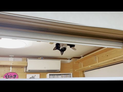 お父さんを尾行しながらチラチラとお母さんの様子を伺う猫(YouTube)