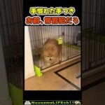 まったく機能していない犬小屋😂【犬】 #犬 #dog(YouTube)