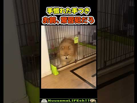 まったく機能していない犬小屋😂【犬】 #犬 #dog(YouTube)