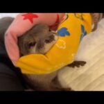 パン生地のようにムニムニこねられてしまうカワウソ Otter that gets kneaded like bread dough(YouTube)
