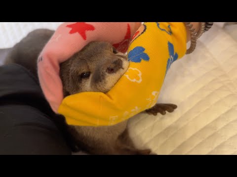 パン生地のようにムニムニこねられてしまうカワウソ Otter that gets kneaded like bread dough(YouTube)