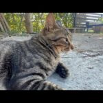 ２年経っても未知数な猫(YouTube)