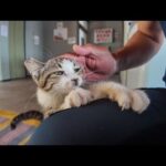 【猫ホテル】子猫が可愛すぎてホテル出れない件(YouTube)