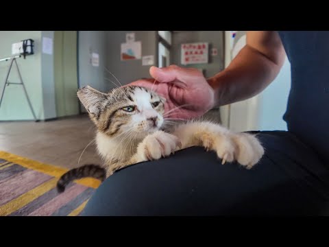 【猫ホテル】子猫が可愛すぎてホテル出れない件(YouTube)