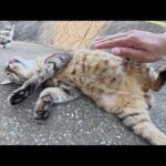 三毛猫をモフると、キジトラ猫がお腹を見せて気を引こうとする(YouTube)