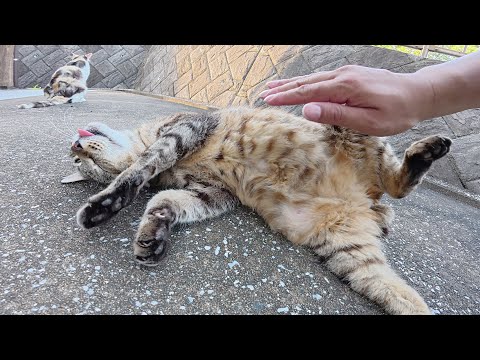 三毛猫をモフると、キジトラ猫がお腹を見せて気を引こうとする(YouTube)