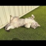 朝5時にお散歩に連れて行ったら日向ぼっこが気持ち良すぎて猫がこうなっちゃいましたwww(YouTube)