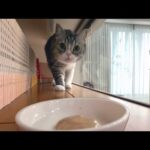 どこにおやつを隠しても必ず見つけて食べに来る猫たちが可愛すぎましたwww(YouTube)