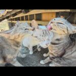 2匹のキジ猫がバニラアイスみたいなシャム猫を美味しそうに舐める(YouTube)