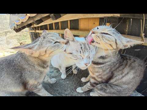 2匹のキジ猫がバニラアイスみたいなシャム猫を美味しそうに舐める(YouTube)