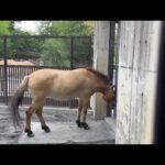 モウコノウマの体重測定：多摩動物公園(YouTube)