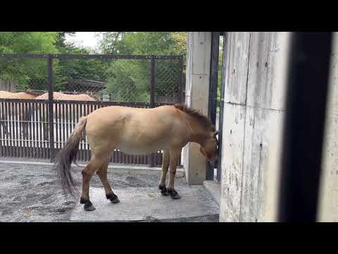 モウコノウマの体重測定：多摩動物公園(YouTube)
