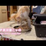 アタチ気分屋なのニャ  泥の中からレスキューされたモグ   2025 07 09 1(YouTube)