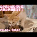 良い感じですが油断できないのが子猫達のお腹！  泥の中からレスキューされたモグ   2025 07 31 1(YouTube)