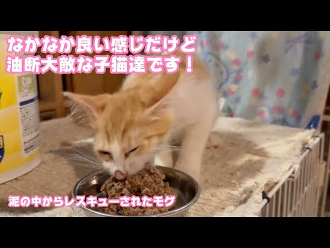 良い感じですが油断できないのが子猫達のお腹！  泥の中からレスキューされたモグ   2025 07 31 1(YouTube)