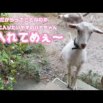 七夕だから家に入れてメェ  ヤギのハナちゃん  2025 07 07 1(YouTube)