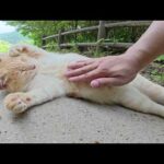 山でお昼寝していたクリーム猫が寝ボケた声で甘えてきた(YouTube)