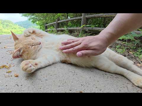 山でお昼寝していたクリーム猫が寝ボケた声で甘えてきた(YouTube)