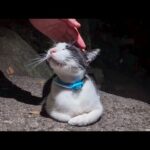 帰りはちょっと暗くなって「猫の細道」を通ってみたらまた猫ちゃんいました(YouTube)