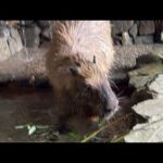 カピバラの水風呂 capybara bath(YouTube)