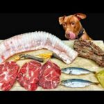 犬の咀嚼音!!巨大な食材を一生懸命噛み砕く音がクセになる(YouTube)