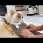 2歳になっても爪研ぎを覚えてくれない猫にもう一度教え直してみたらこうなりましたw(YouTube)