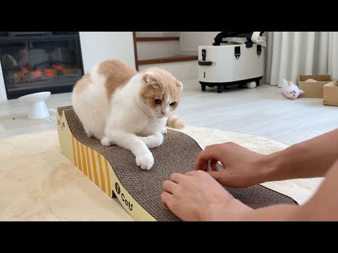 2歳になっても爪研ぎを覚えてくれない猫にもう一度教え直してみたらこうなりましたw(YouTube)