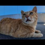 【猫の神対応】日陰で休んでいた漁港の猫が一瞬で懐いてきた…！(YouTube)