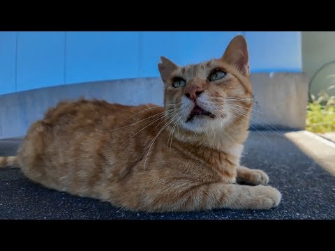 【猫の神対応】日陰で休んでいた漁港の猫が一瞬で懐いてきた…！(YouTube)