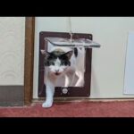 【猫旅館】部屋に猫が押しかけ!? 次々と遊びに来る猫たちが可愛すぎる🐾💖(YouTube)